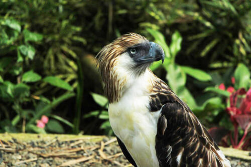 bald-eagle-2179031 1280